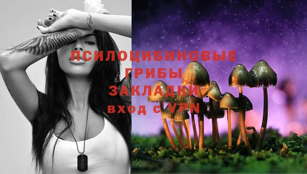 крисы Корсаков